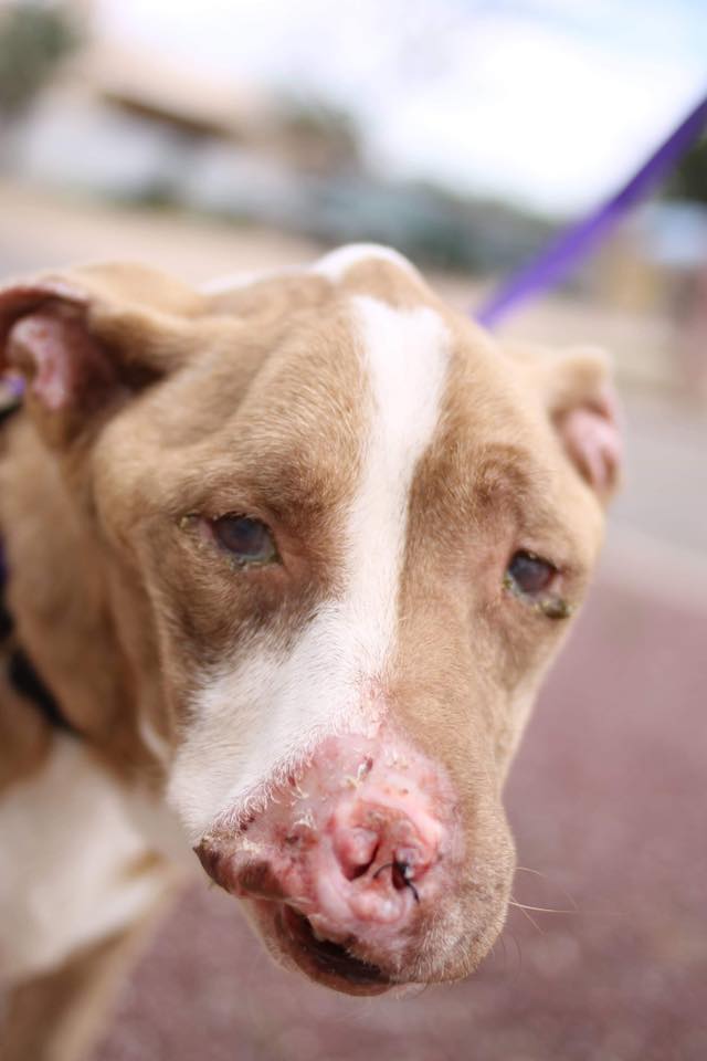 Special needs dog cheap rescue near me